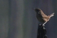 House Wren - barbara segal