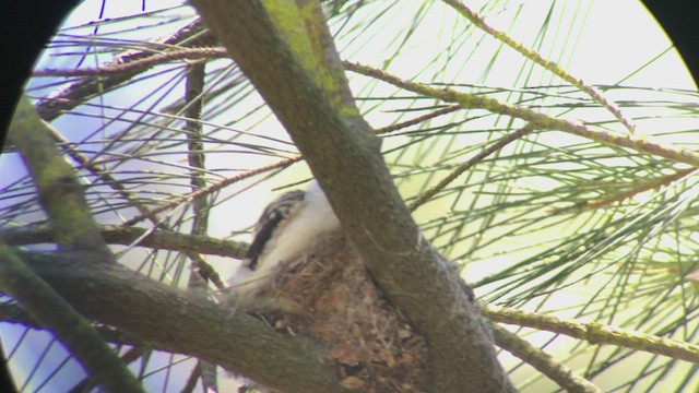 Minivet de Swinhoe - ML424282811