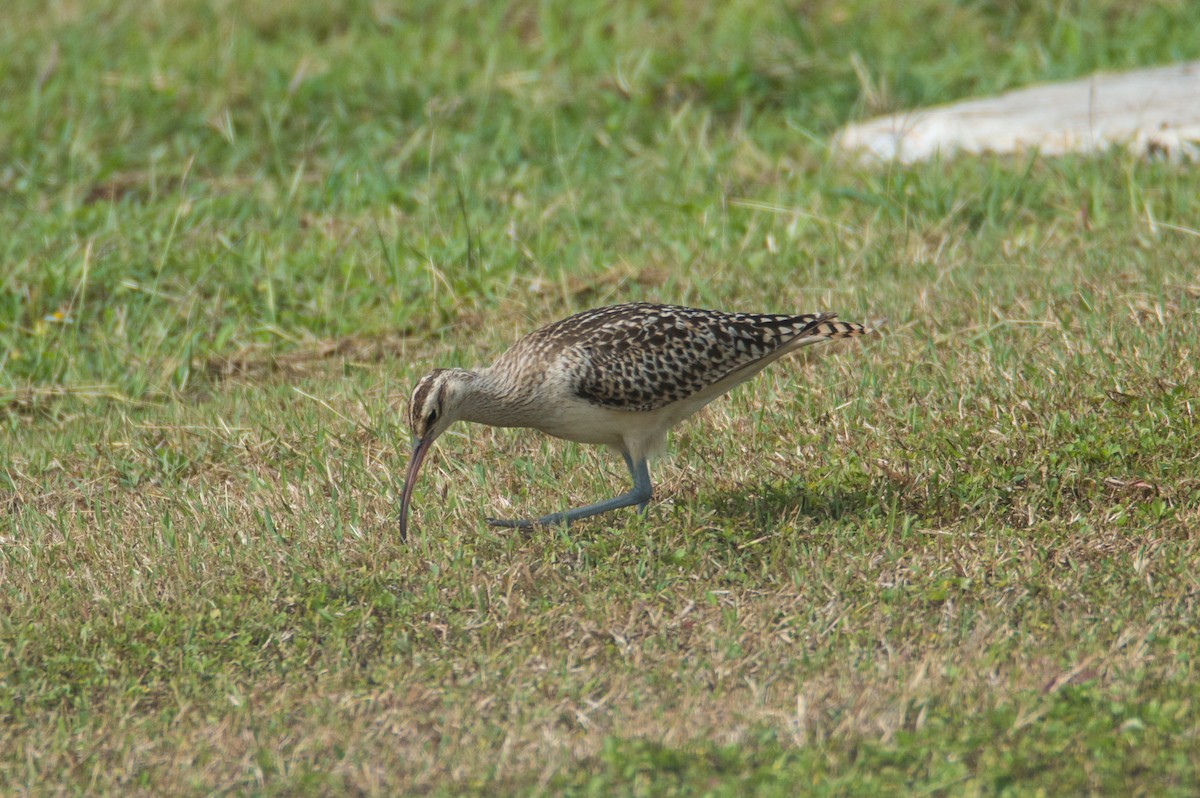 Bristle-thighed Curlew - ML424282951