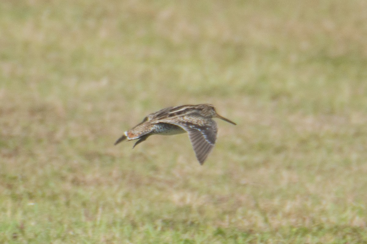 Swinhoe's Snipe - ML424283131