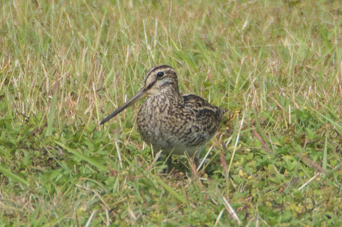 Swinhoe's Snipe - ML424283141