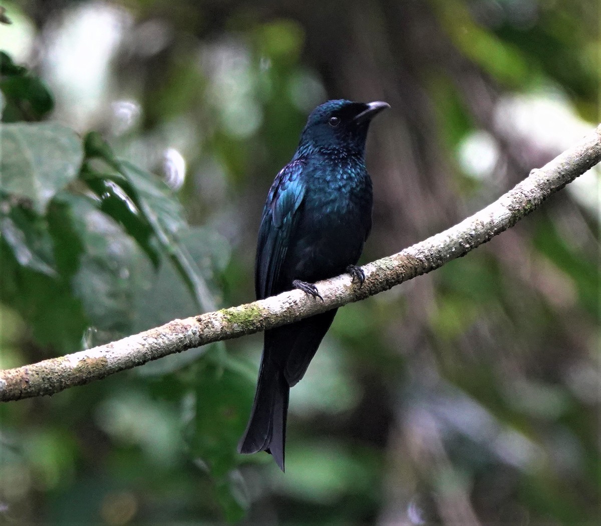 Drongo balicassio - ML424283221