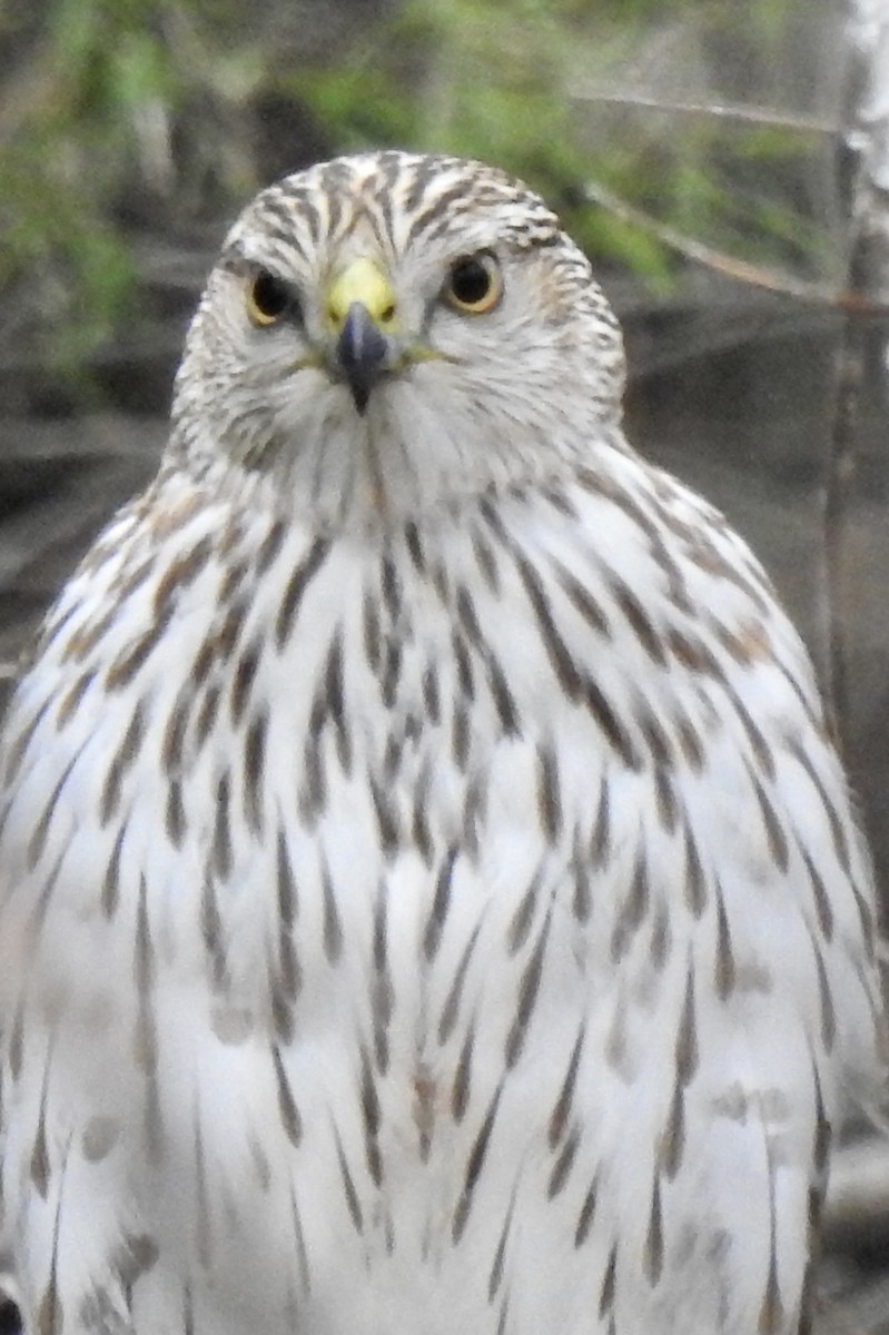 Cooper's Hawk - ML424284671