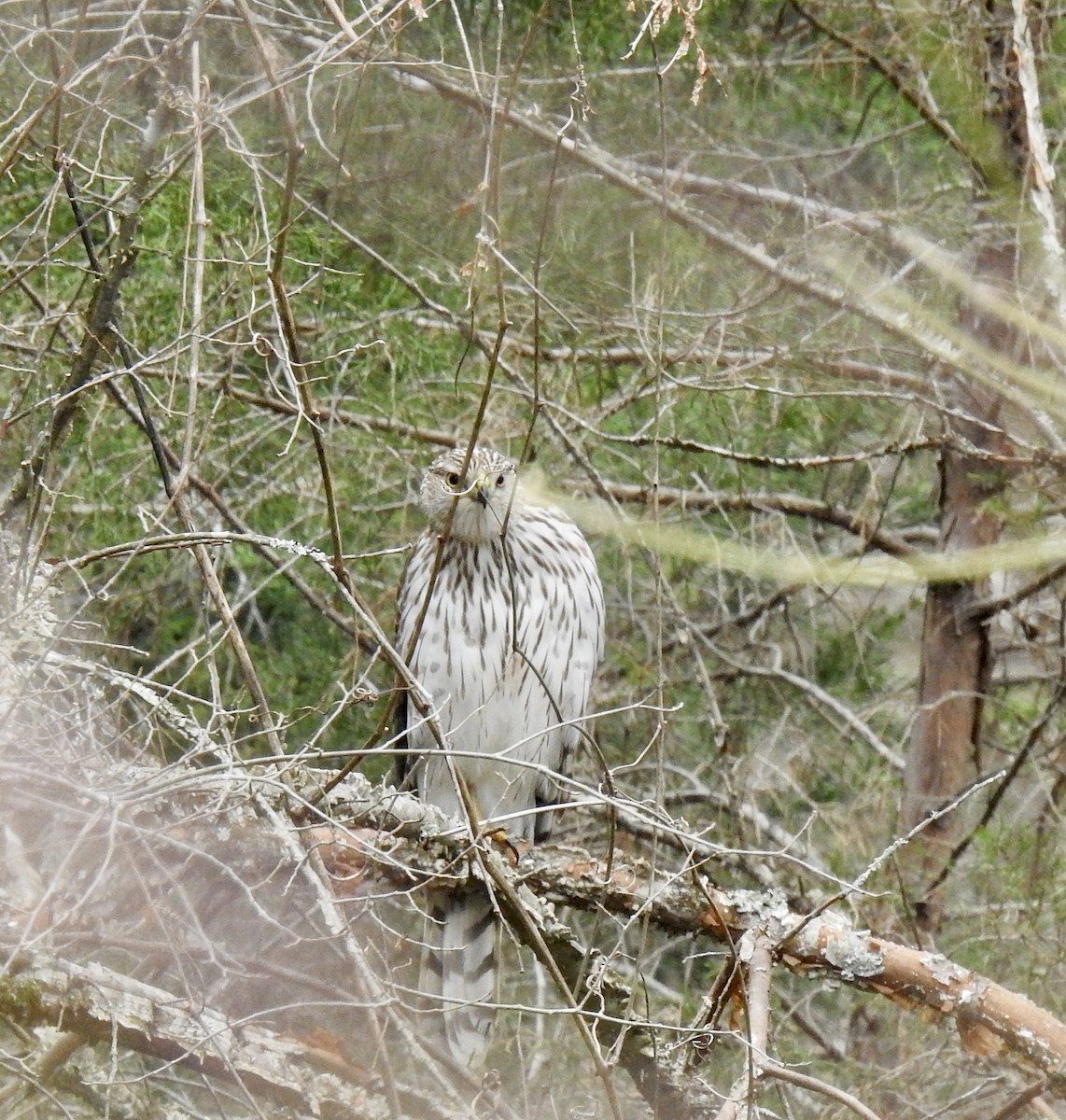 Cooper's Hawk - ML424284681