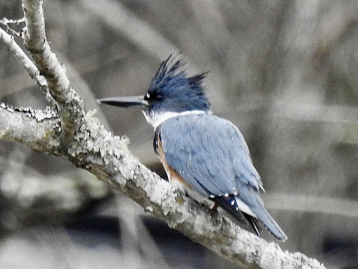 Belted Kingfisher - ML424284701