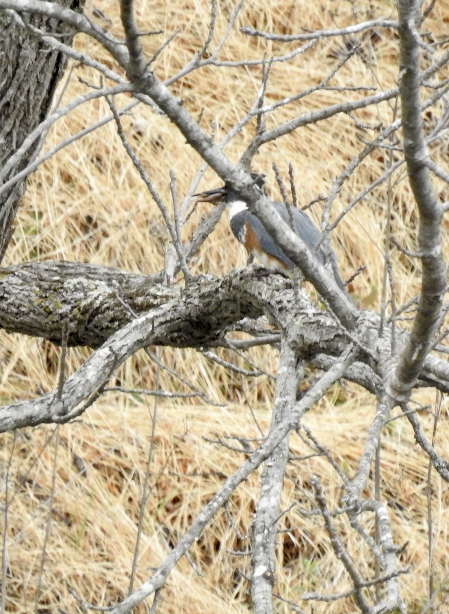 Belted Kingfisher - ML424284721