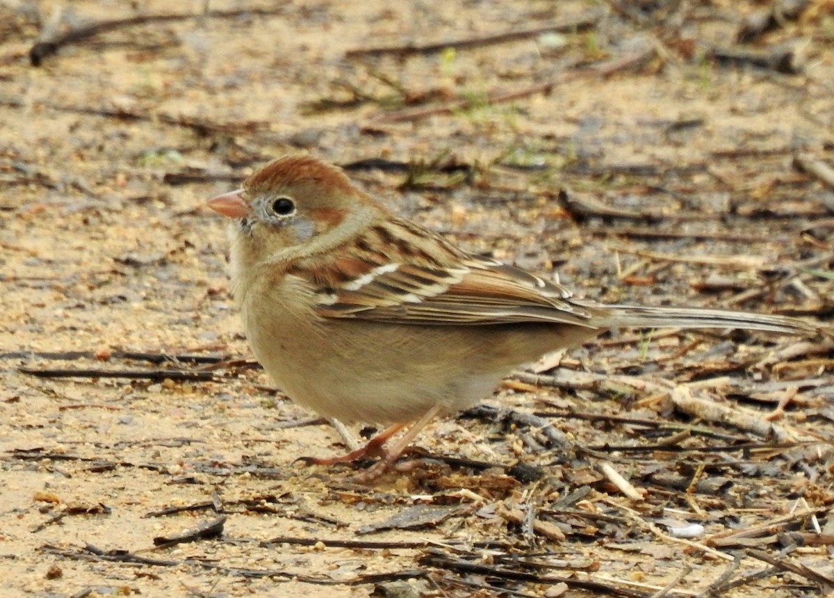 Field Sparrow - ML424284771