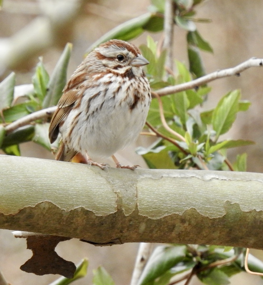 Song Sparrow - ML424284821