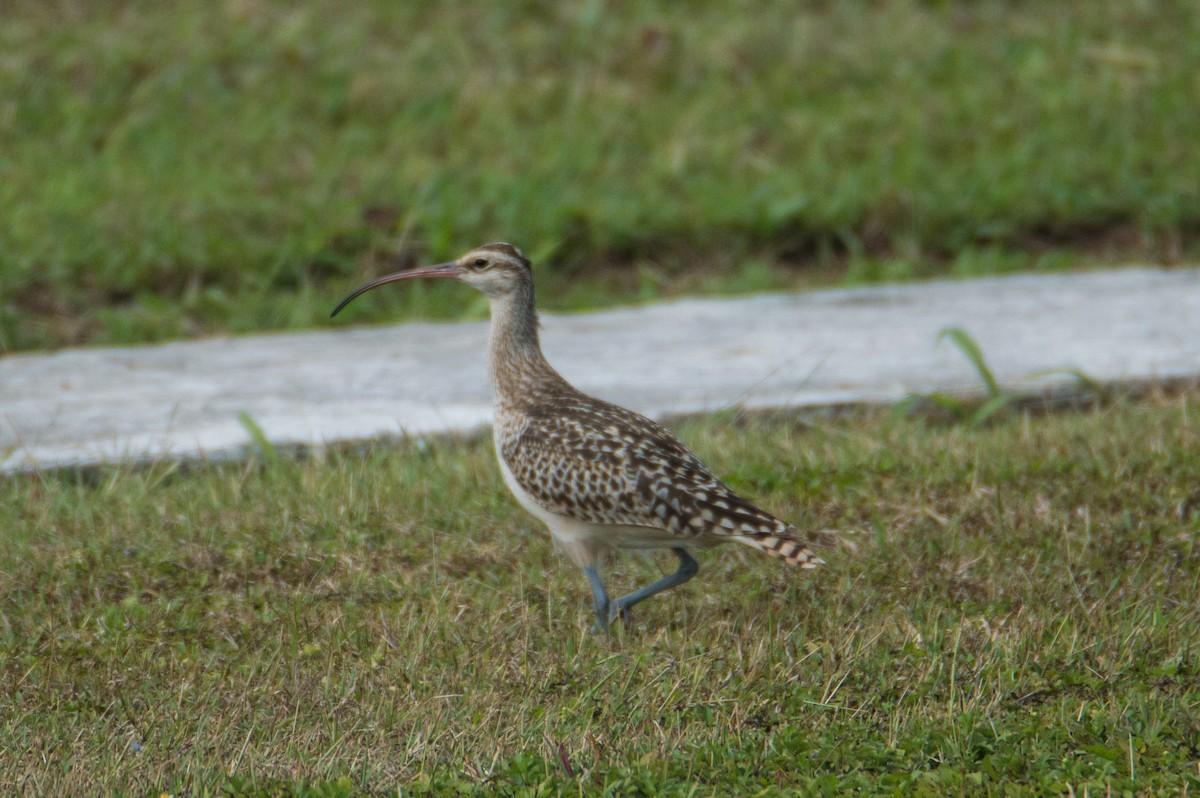 Bristle-thighed Curlew - ML424285171