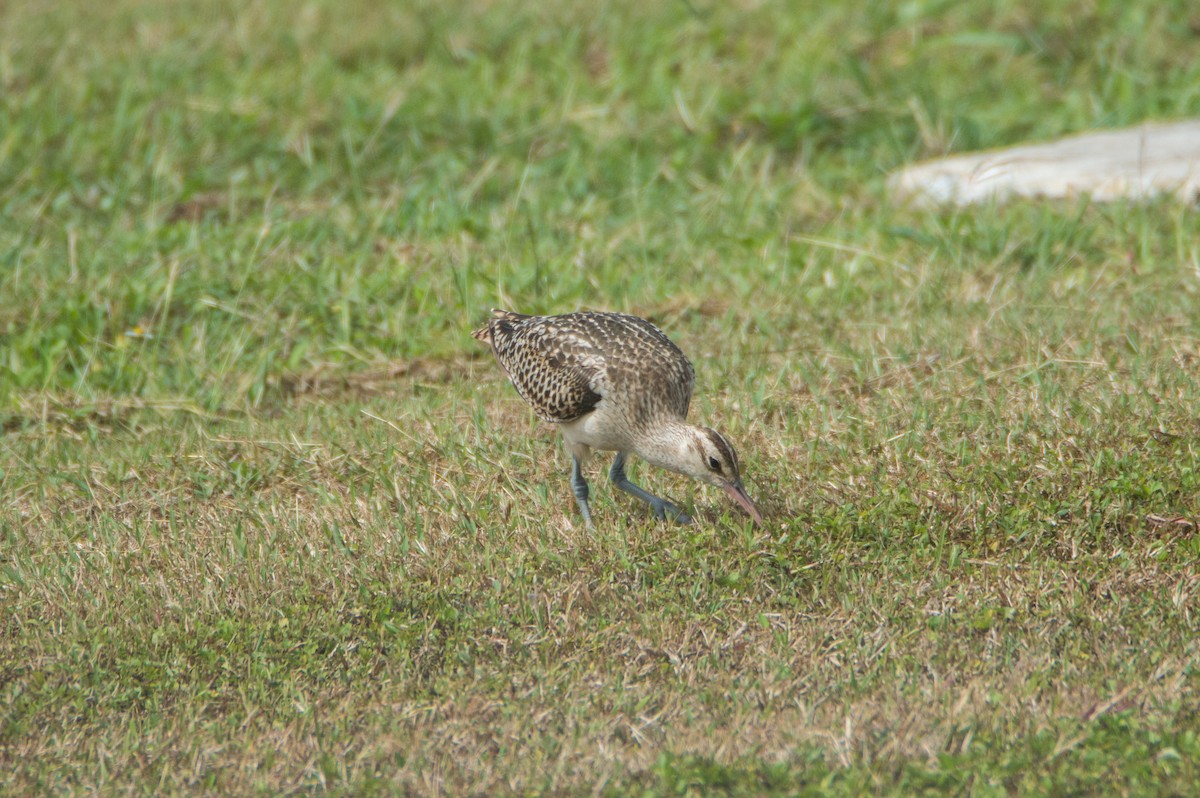 Bristle-thighed Curlew - ML424285201
