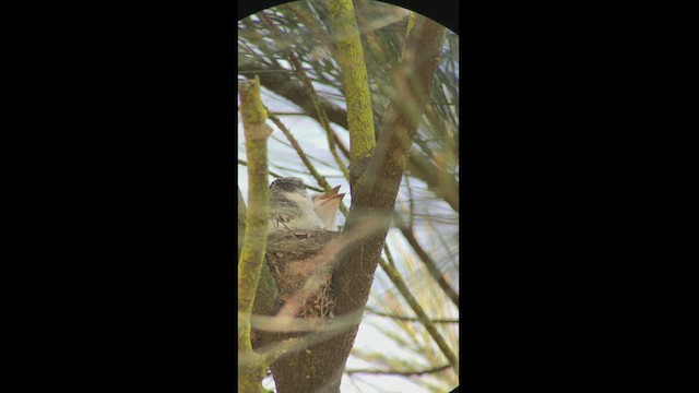 Minivet de Swinhoe - ML424285571