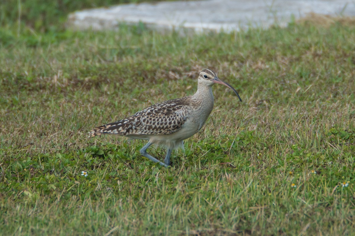 Bristle-thighed Curlew - ML424286101