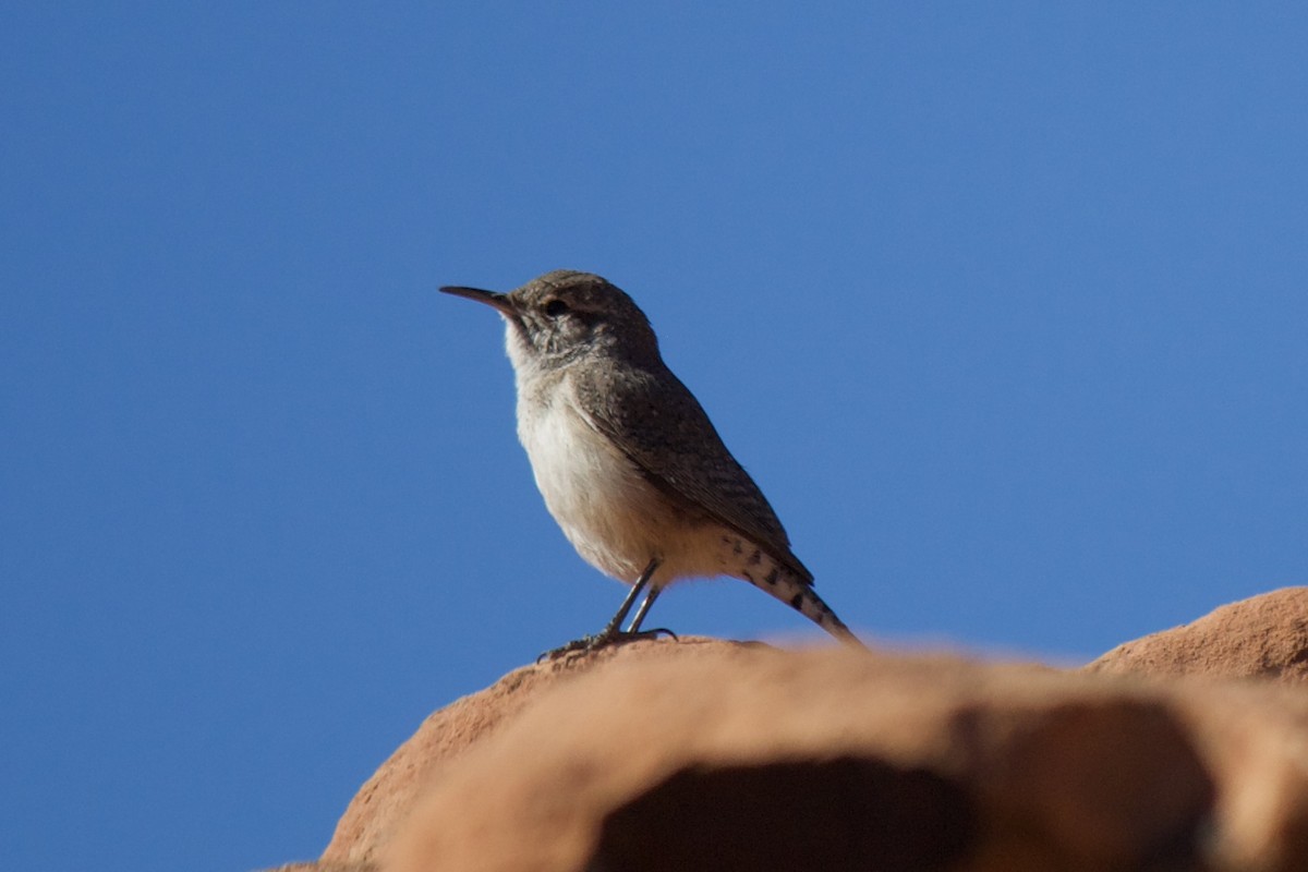 Rock Wren - ML424286421