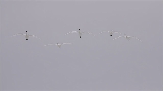 Tundra Swan - ML424286591