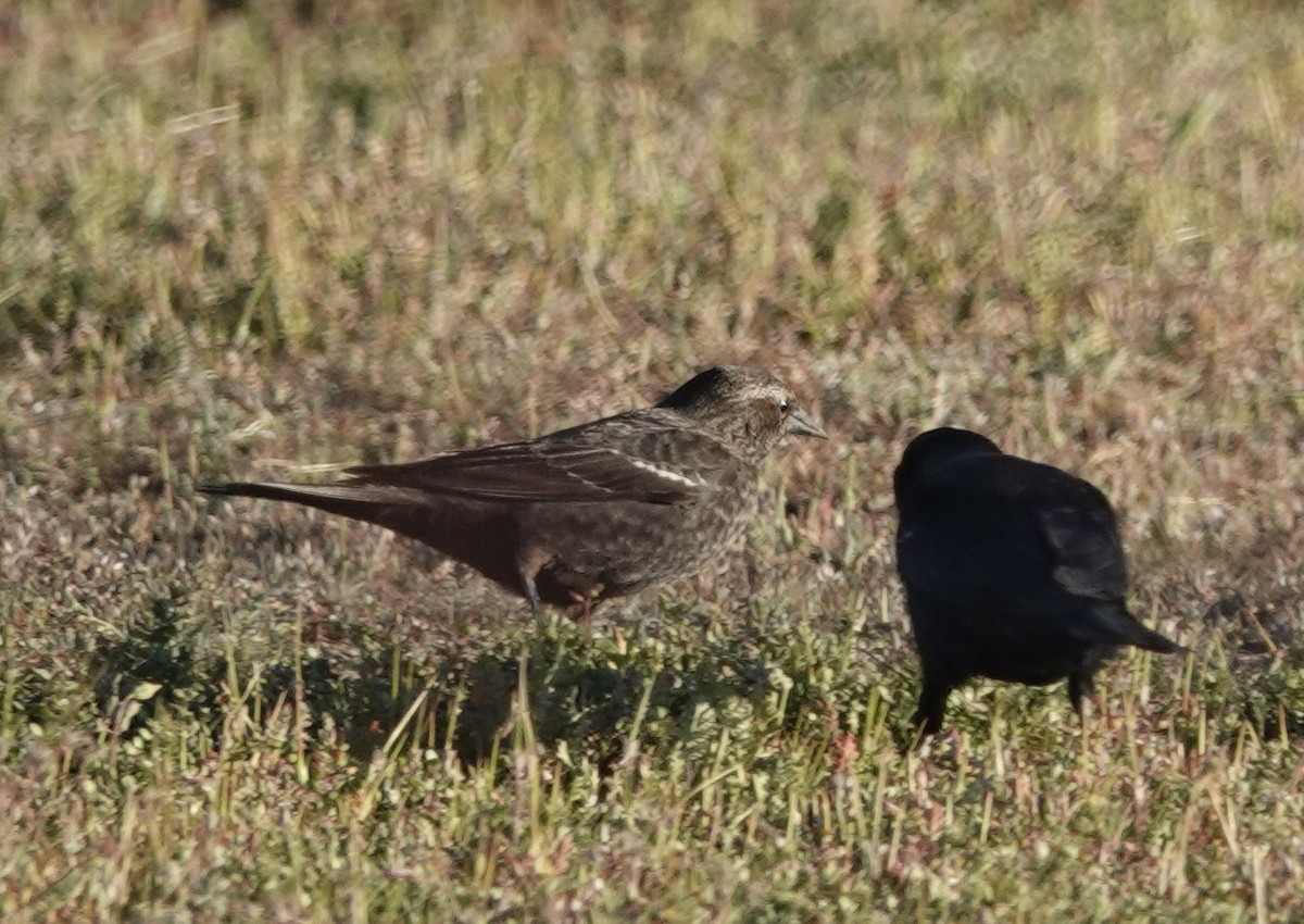 Tricolored Blackbird - ML424288611