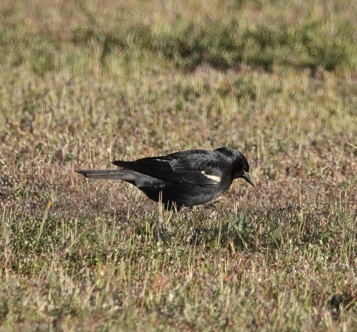 Tricolored Blackbird - ML424288621