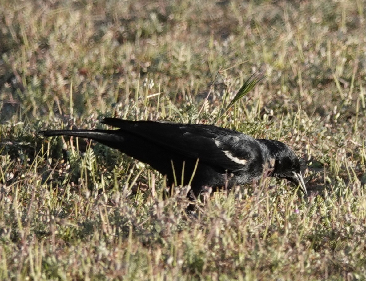 Tricolored Blackbird - ML424288651