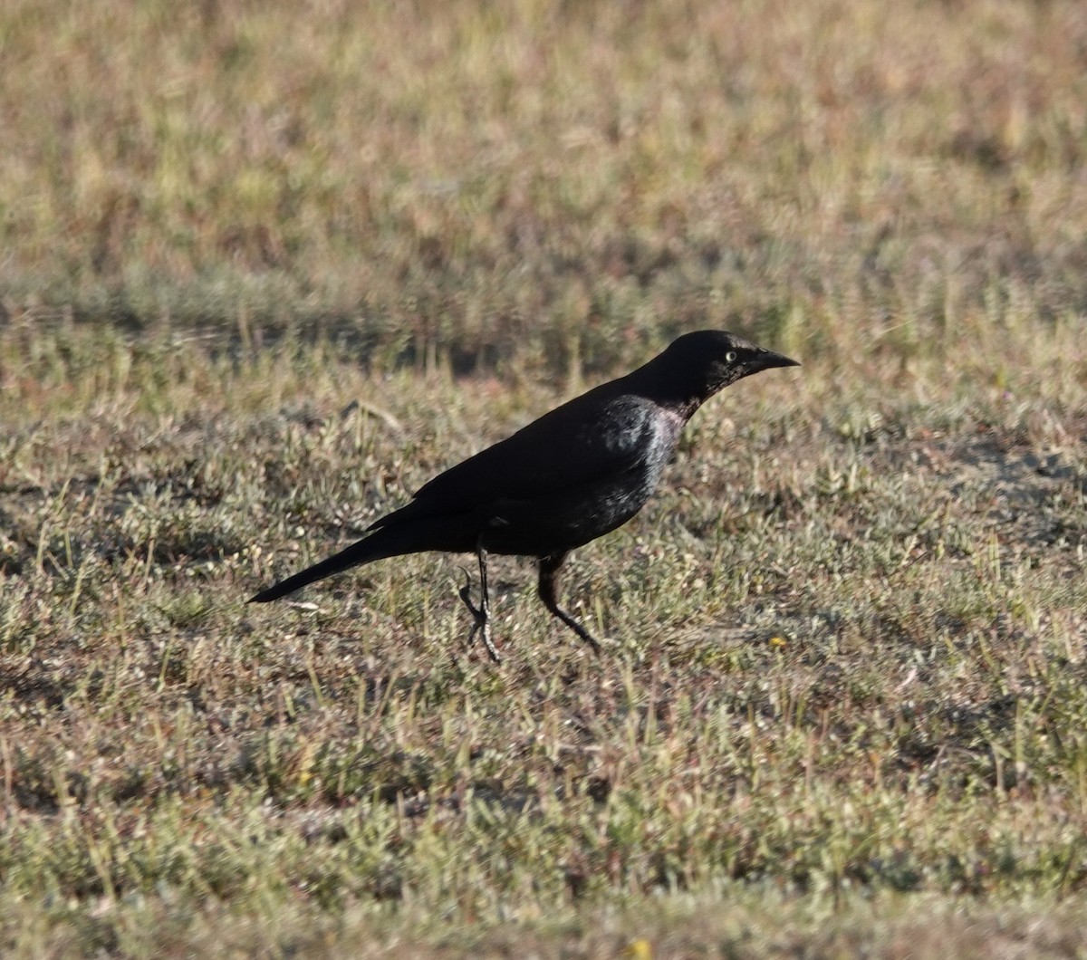 Brewer's Blackbird - ML424288741