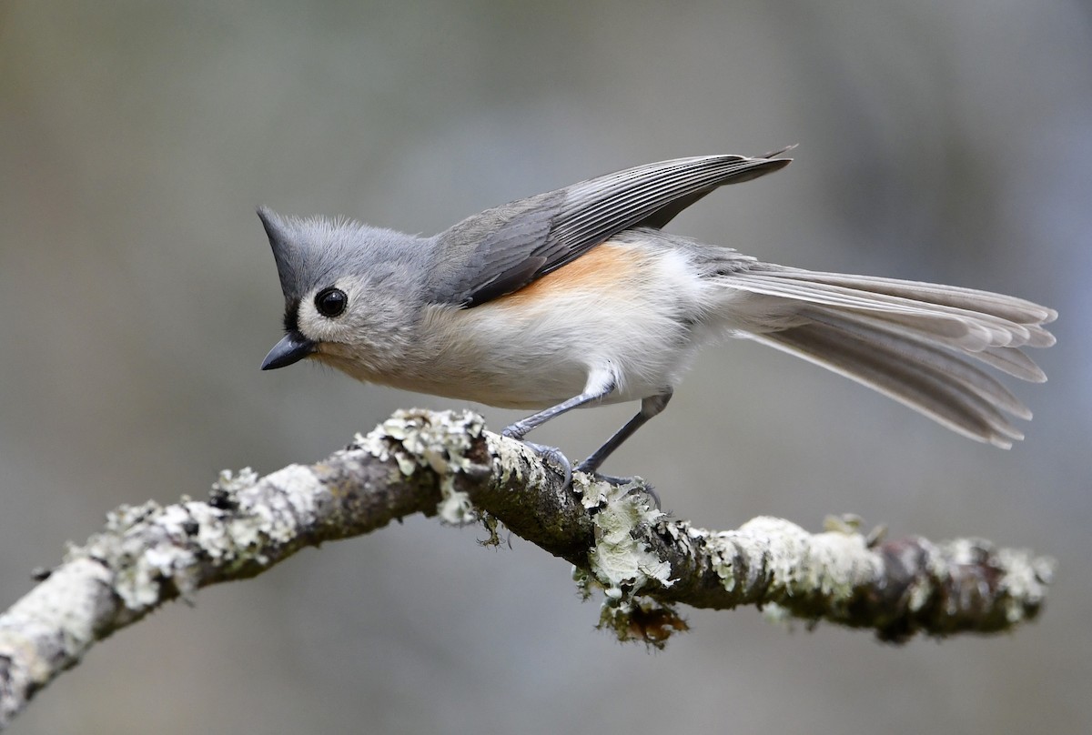 Tufted Titmouse - Marie Lehmann