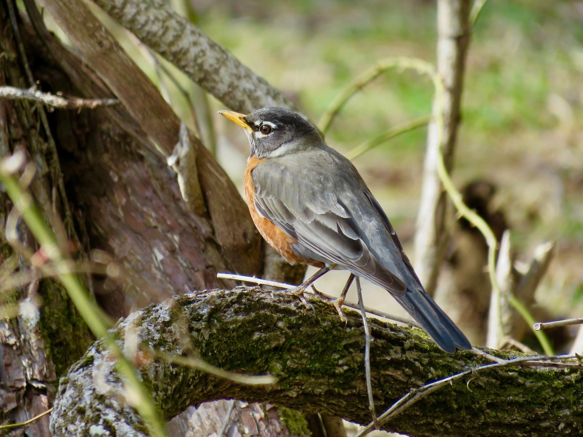 American Robin - michele ramsey