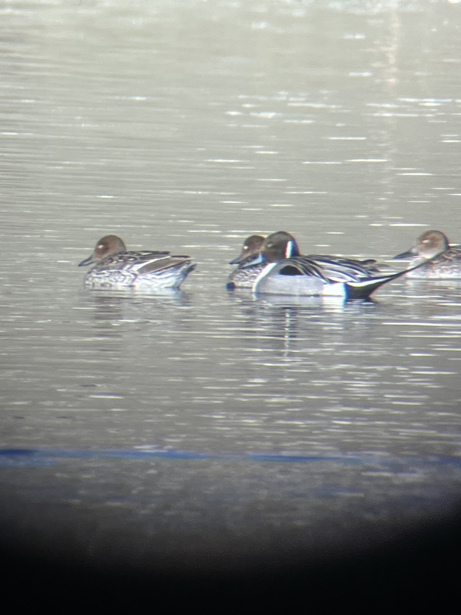 Northern Pintail - ML424290461