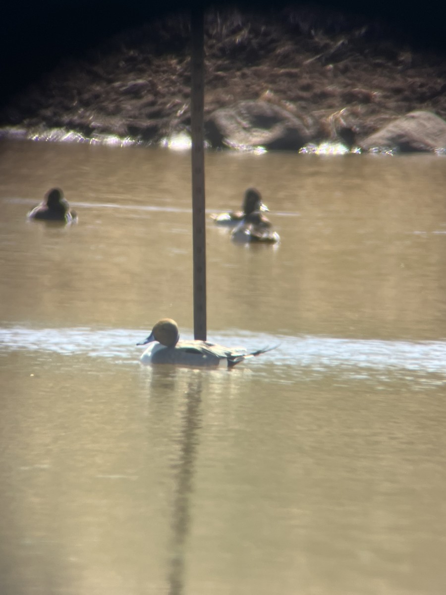 Northern Pintail - ML424291031