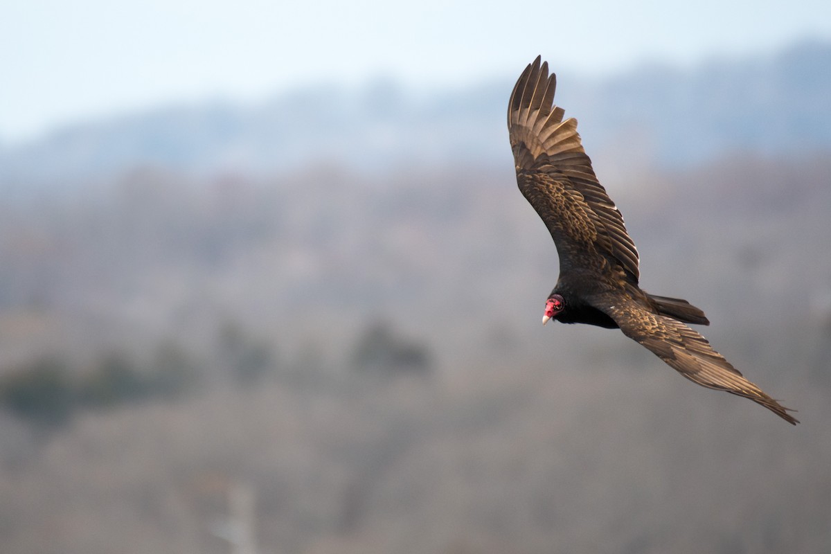 Turkey Vulture - ML424291711