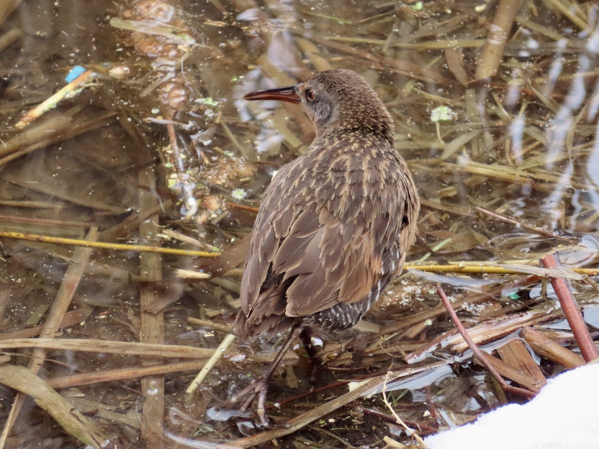 Virginia Rail - Art Hudak