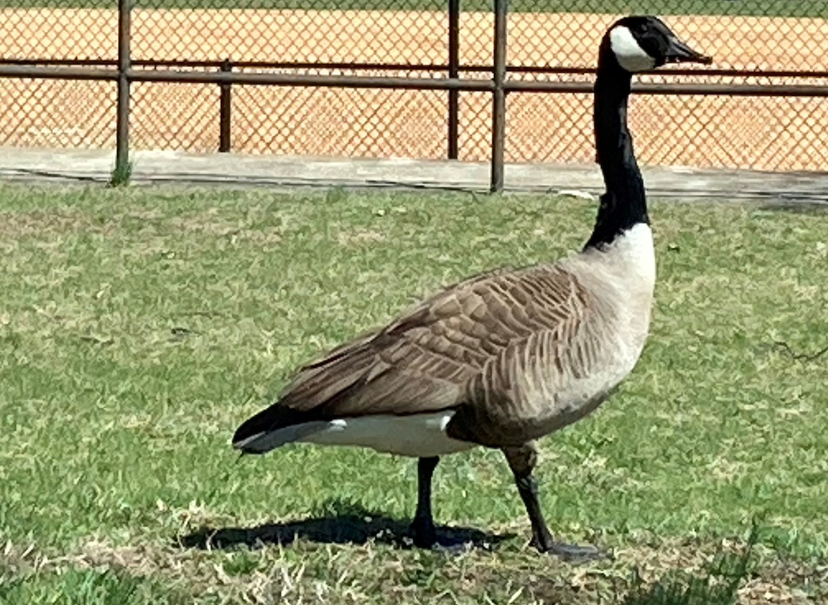 Канад галуу - ML424292701