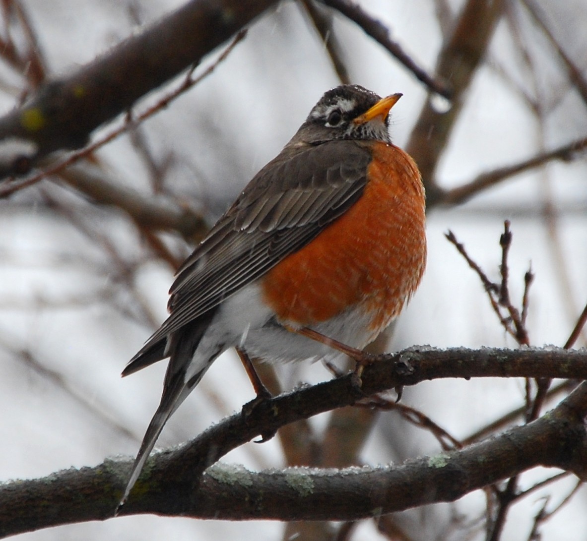 American Robin - ML424292831