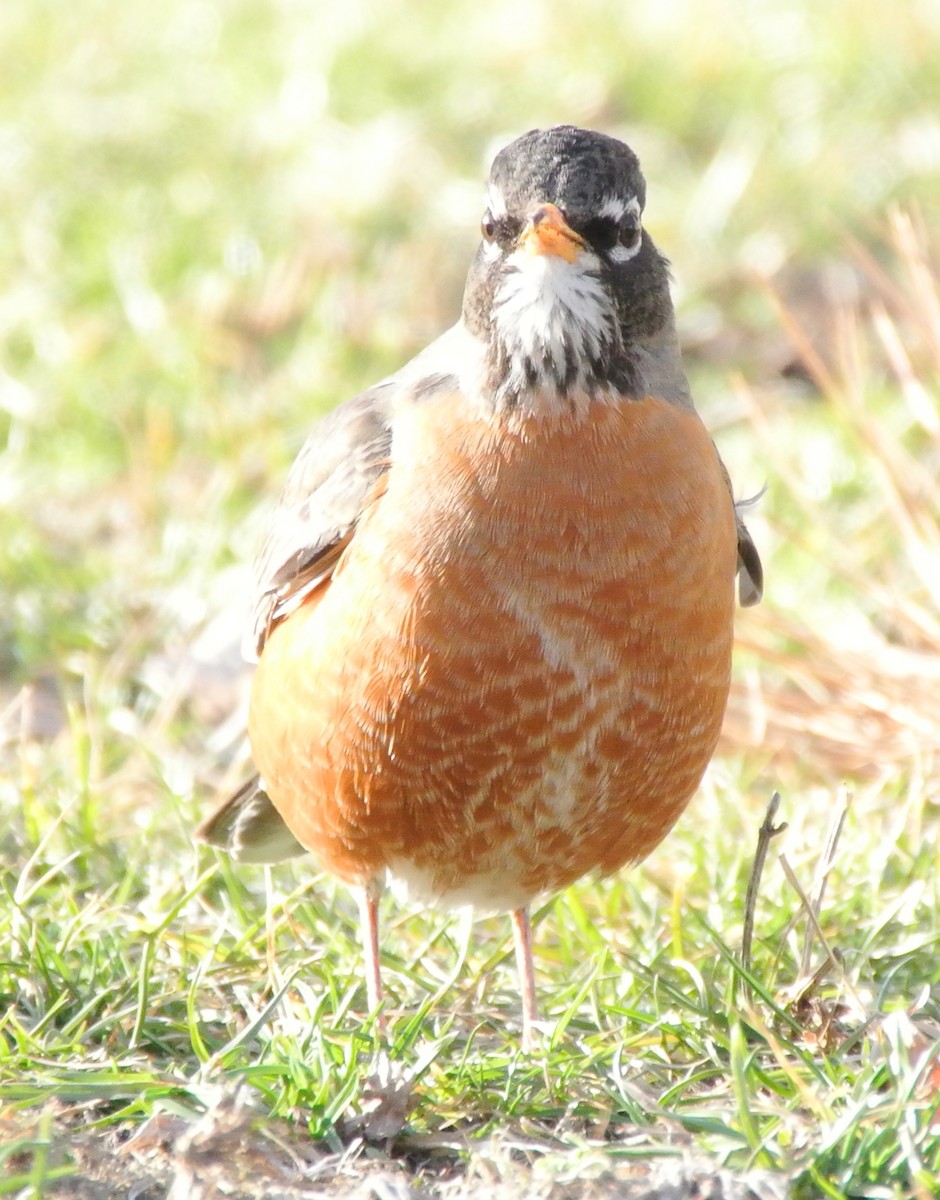 American Robin - ML424292851