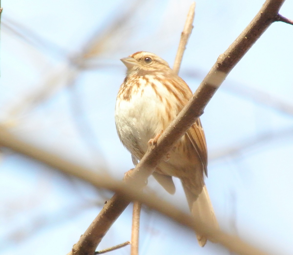 Song Sparrow - ML424292931