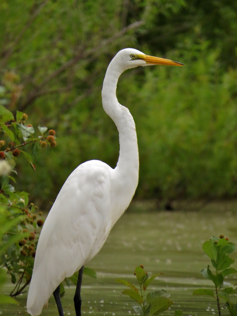 Great Egret - ML42429421