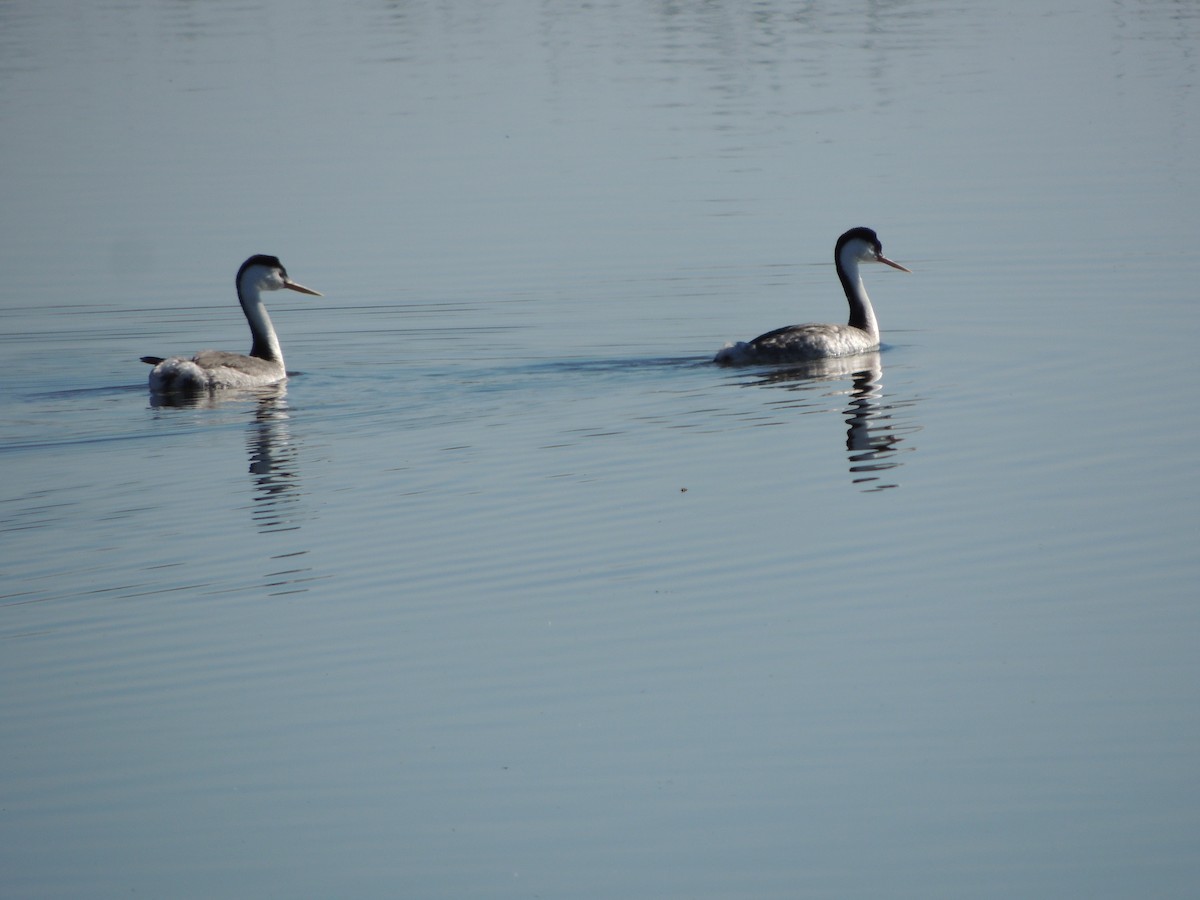 Clark's Grebe - ML424294261