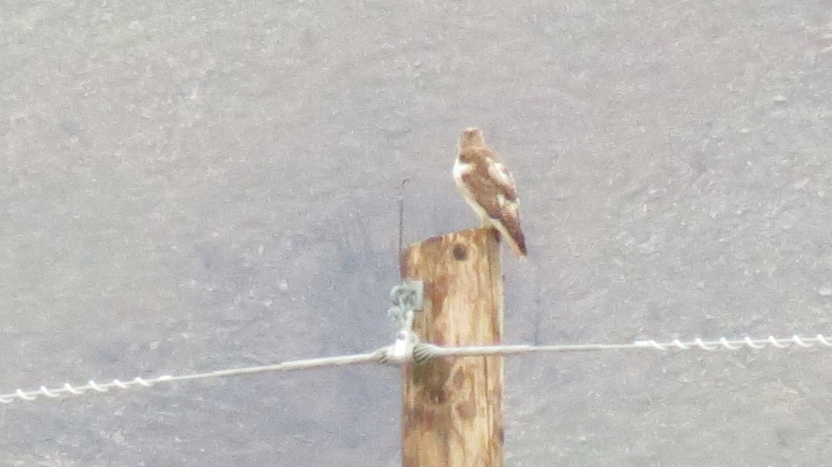 Red-tailed Hawk - ML424294531