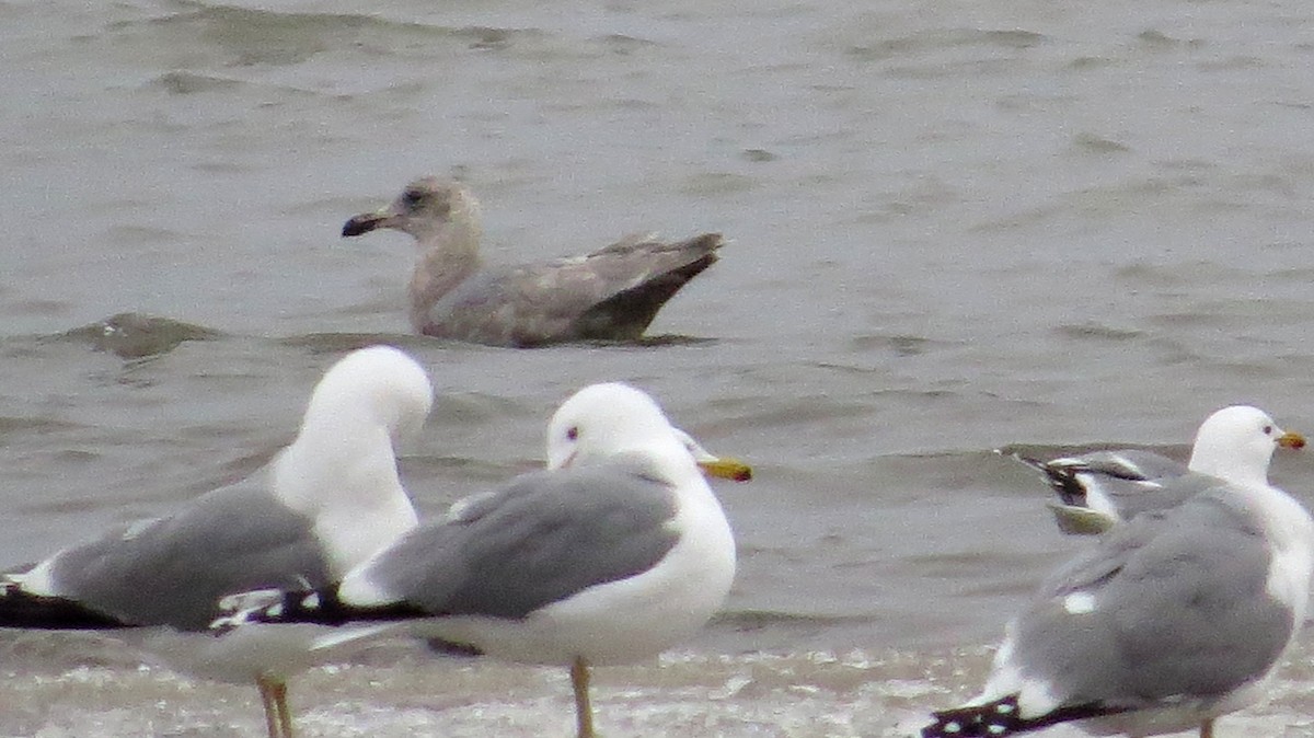 Glaucous-winged Gull - shawn richmond