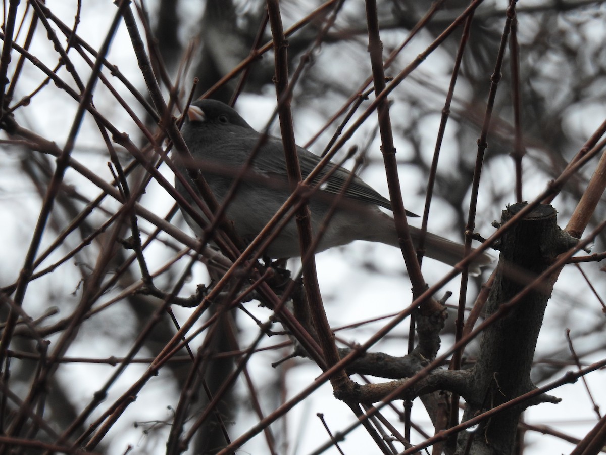 Dark-eyed Junco - ML42429481