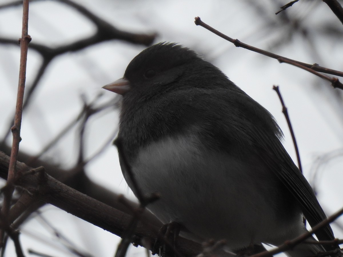 Dark-eyed Junco - ML42429571
