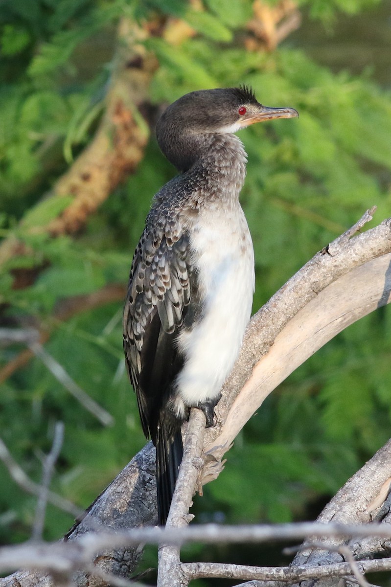 Long-tailed Cormorant - ML424296371