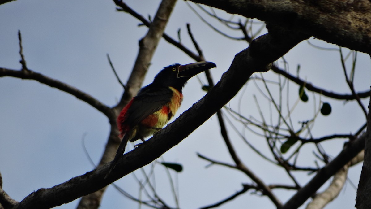 Collared Aracari (Collared) - ML424297331