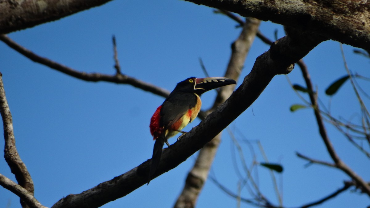 Arasarí Acollarado (grupo torquatus) - ML424297361