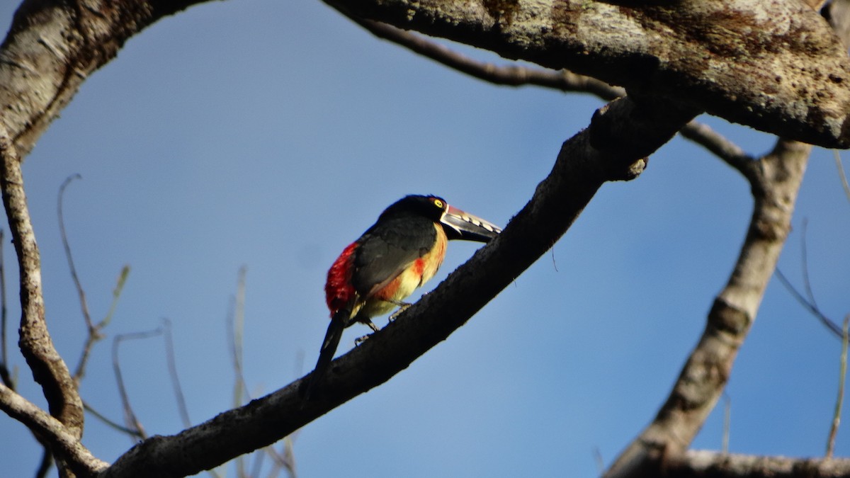 Arasarí Acollarado (grupo torquatus) - ML424297371