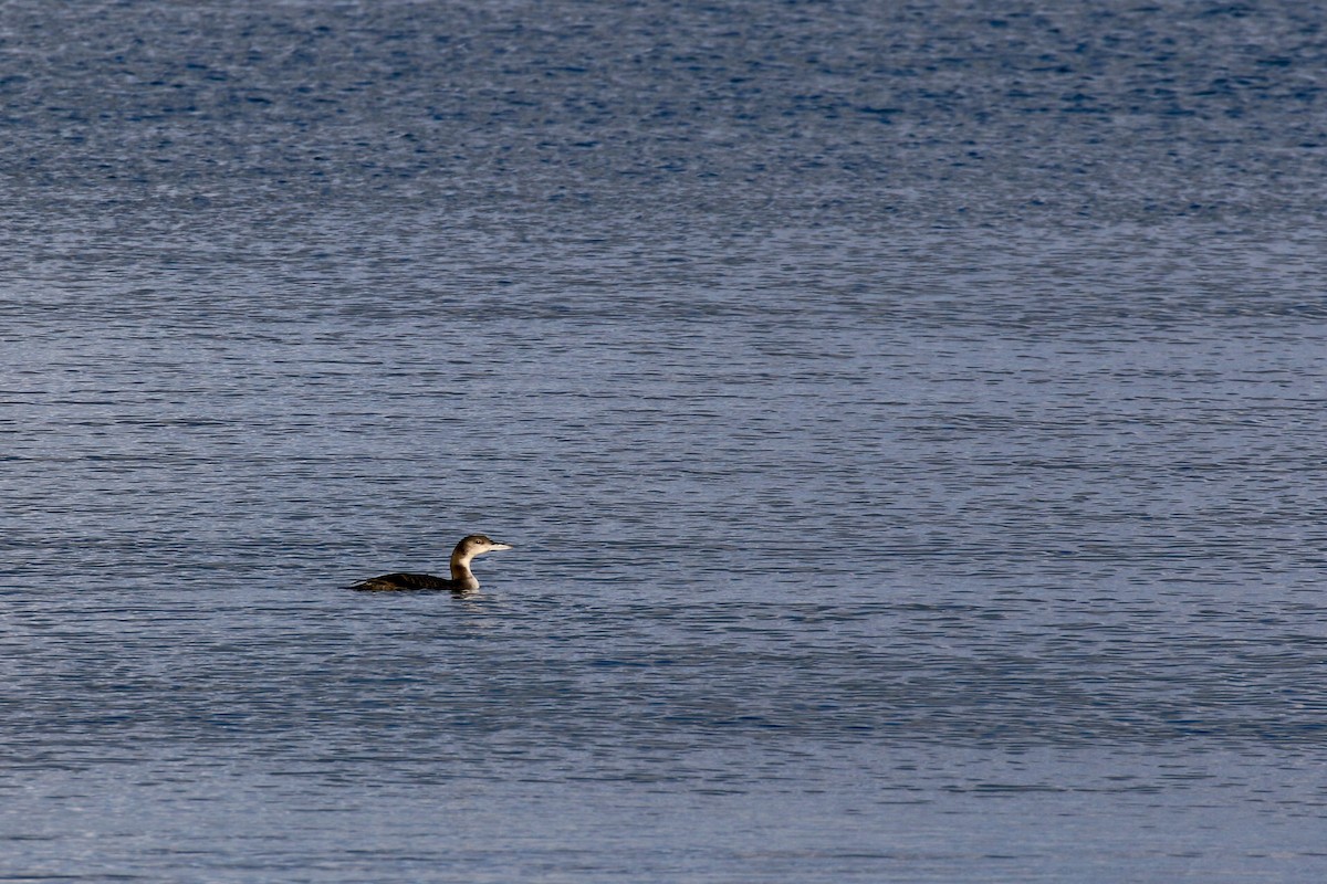 Common Loon - ML42429781