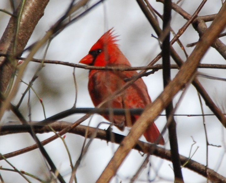 Northern Cardinal - ML424298181