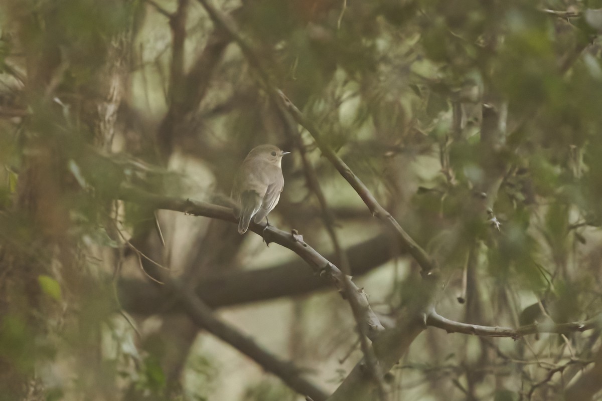 Taiga Flycatcher - ML424298881