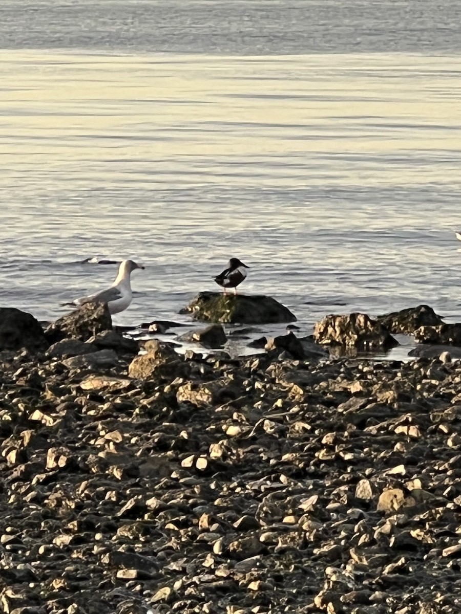 Northern Shoveler - ML424299811