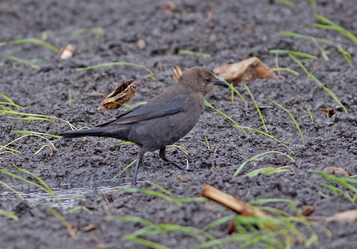 Brewer's Blackbird - ML42430071
