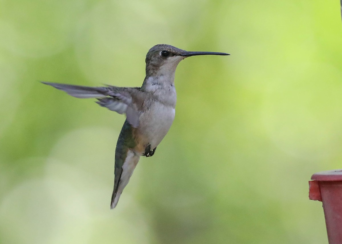 Black-chinned Hummingbird - Charles Lyon