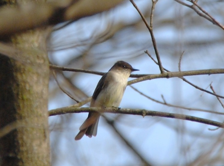 Eastern Phoebe - ML424301701