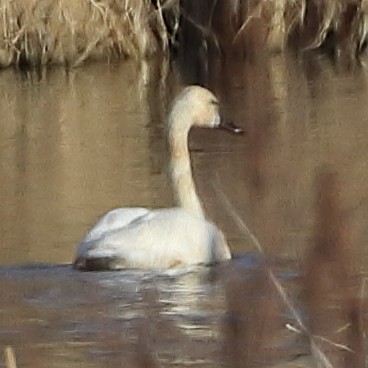 Tundra Swan - ML424301841